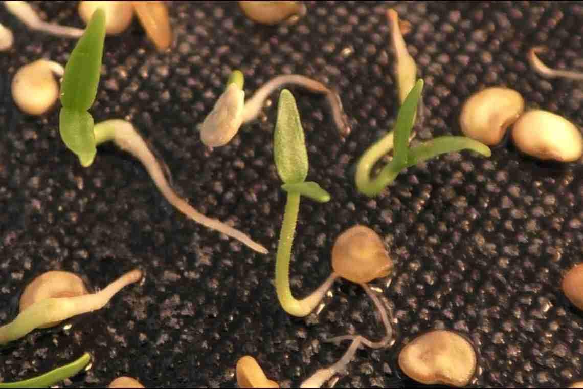 13 способов, как ускорить прорастание семян