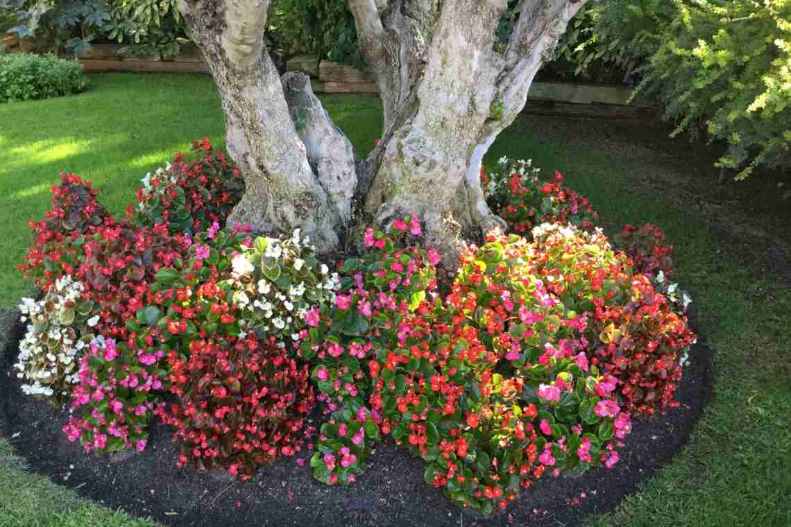 7 красивых цветов для посадки под деревьями.
