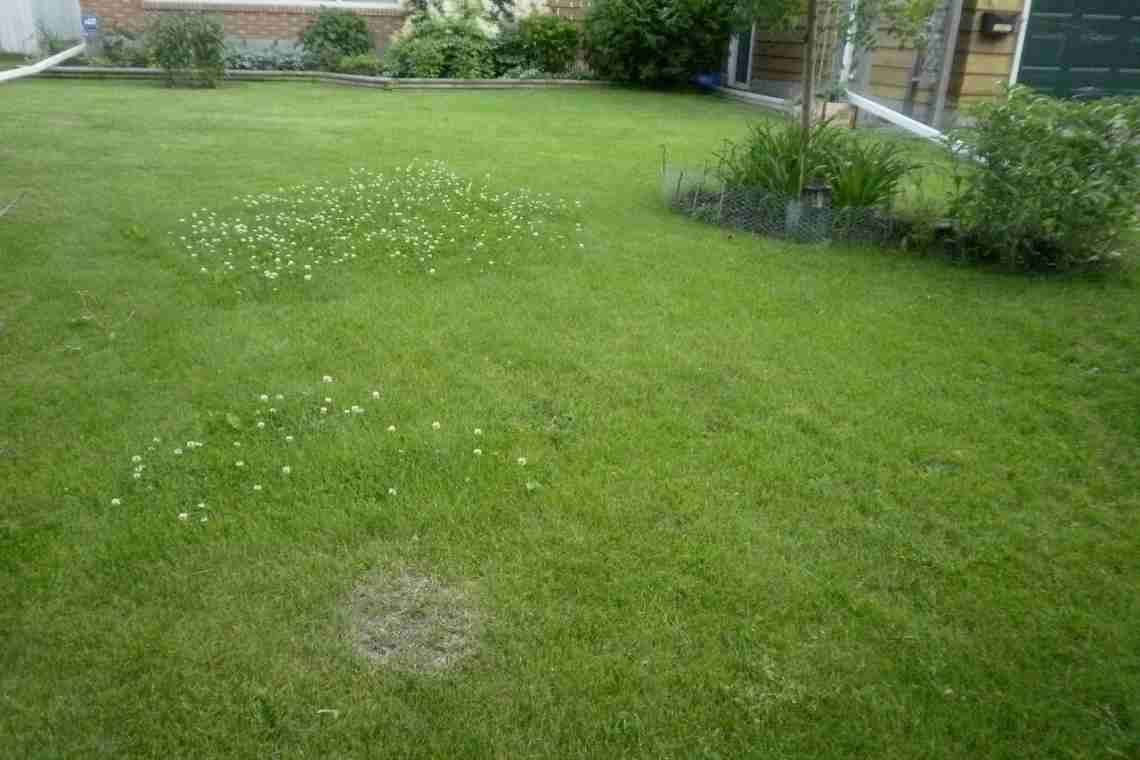 Низкорослая трава для газона не требует стрижки.