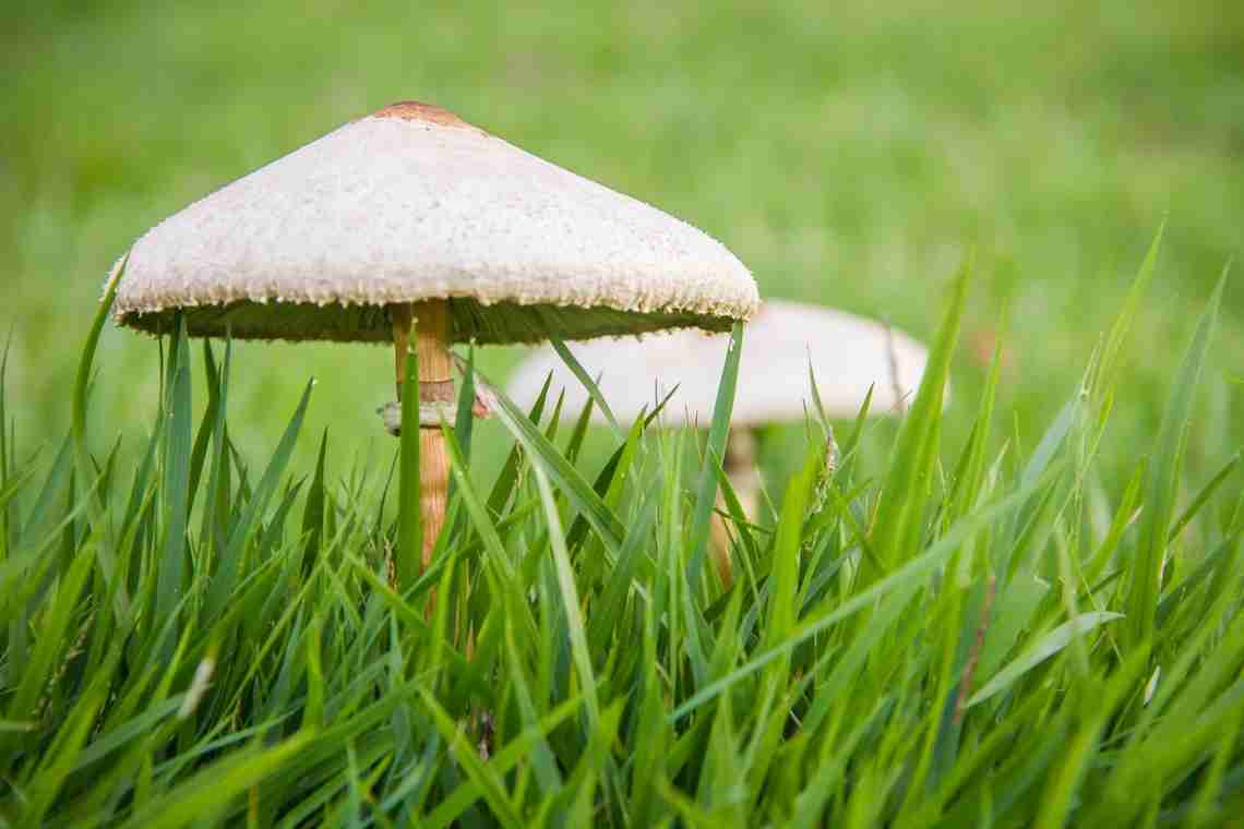 Как избавиться от грибов на участке