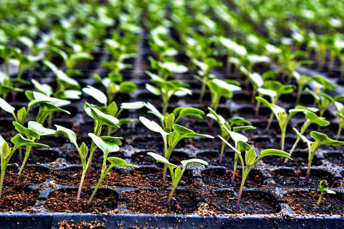 Вирощуємо кольорову капусту - як посадити її насінням, і коли садити розсаду у відкритий грунт