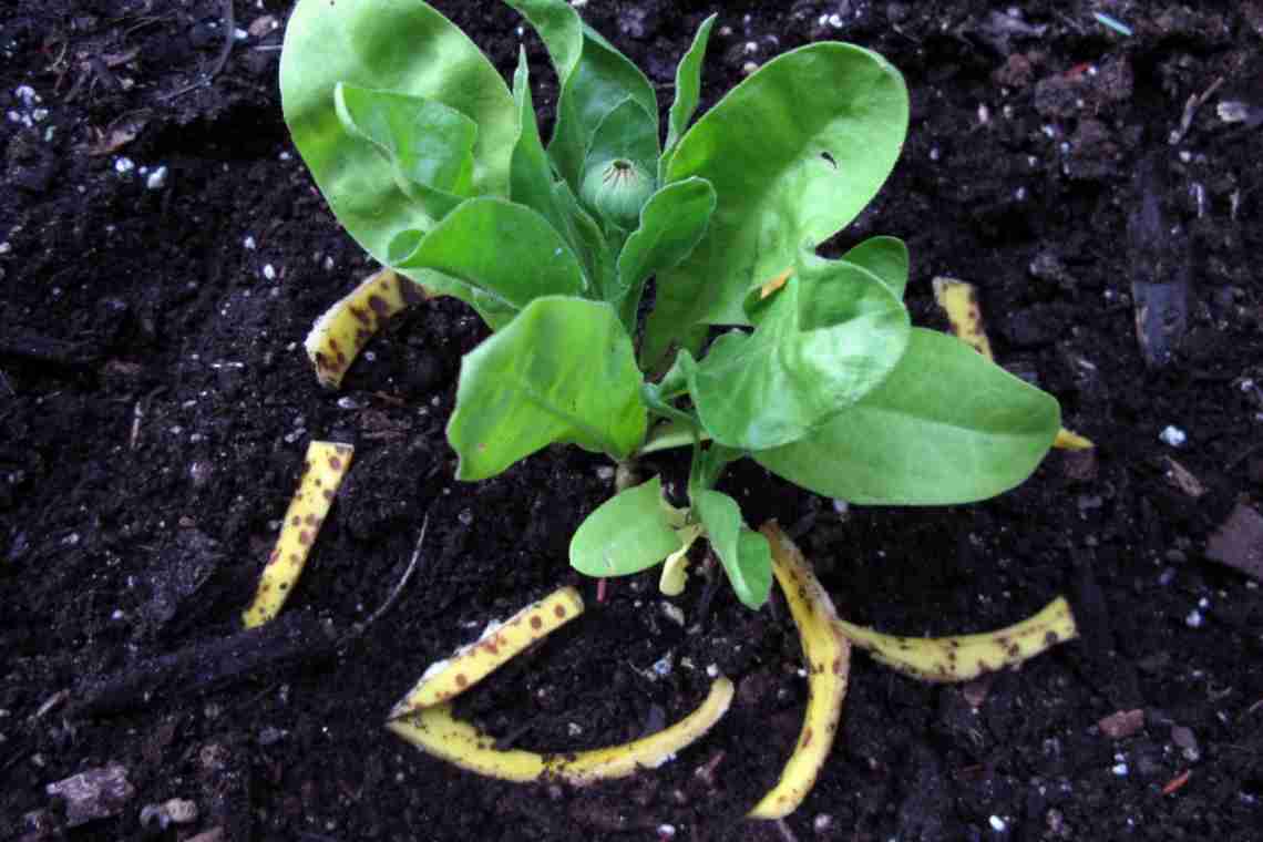 Банановая кожура как удобрение для растений.
