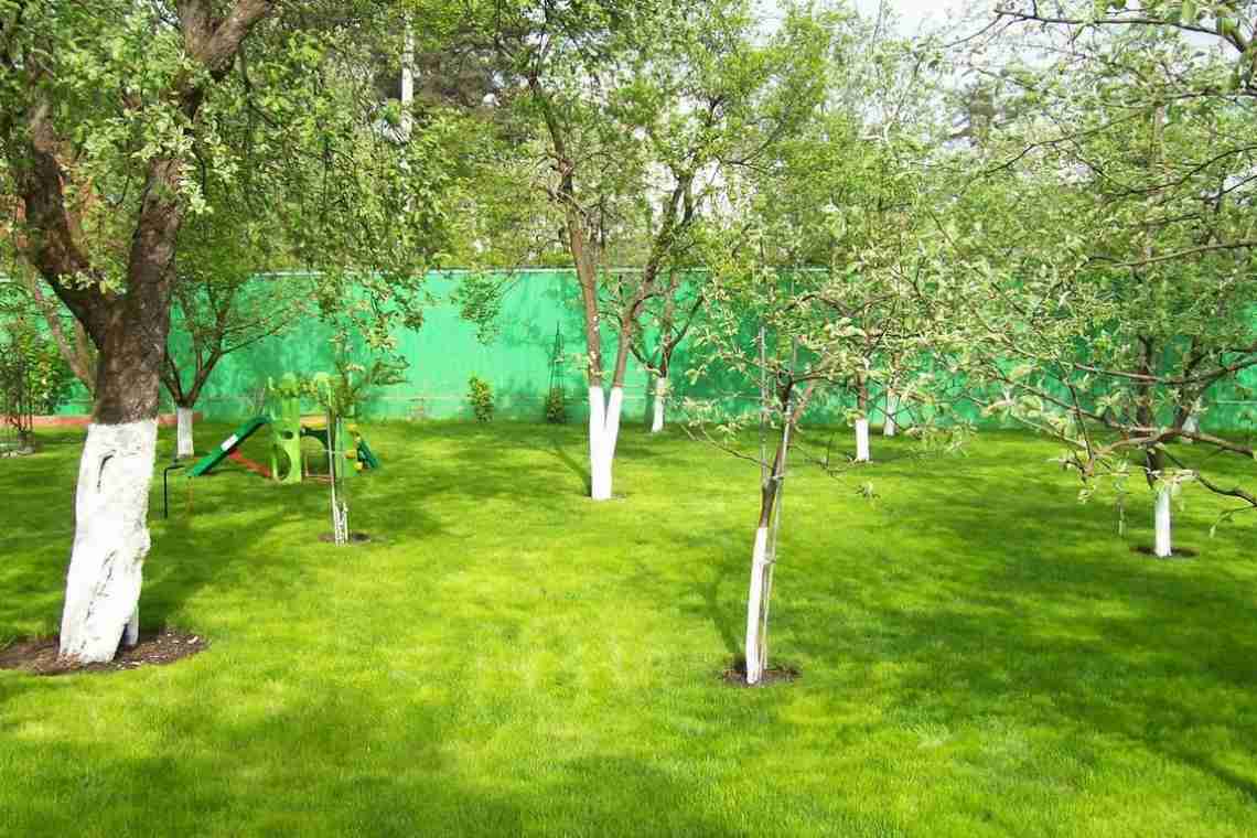 Совместимость плодовых деревьев и кустарников в саду
