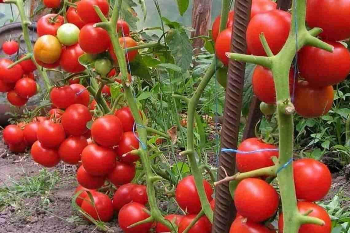 Чем отличаются помидоры для теплиц и для открытого грунта.