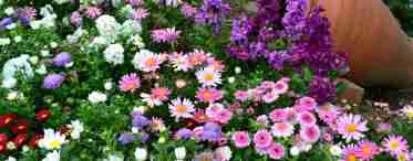 Вибираємо квіти-багаторічники для саду, які невибагливі і довго цвітуть