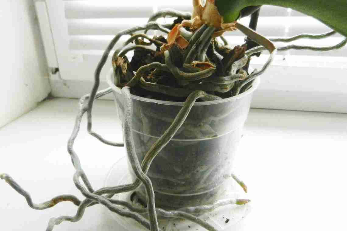 Нужно ли обрезать воздушные корни в комнатных растениях.