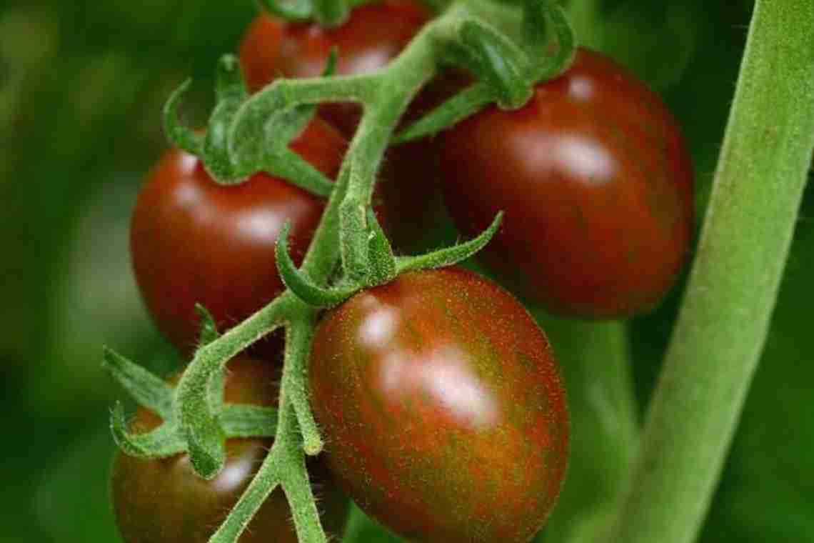 Визначення сорту томата за його формою