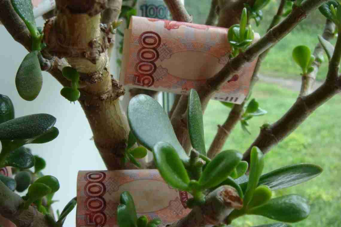 Грошове дерево - чарівна рослина, яка здатна принести дохід!