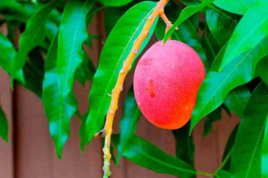 Як виростити манго з кісточки?