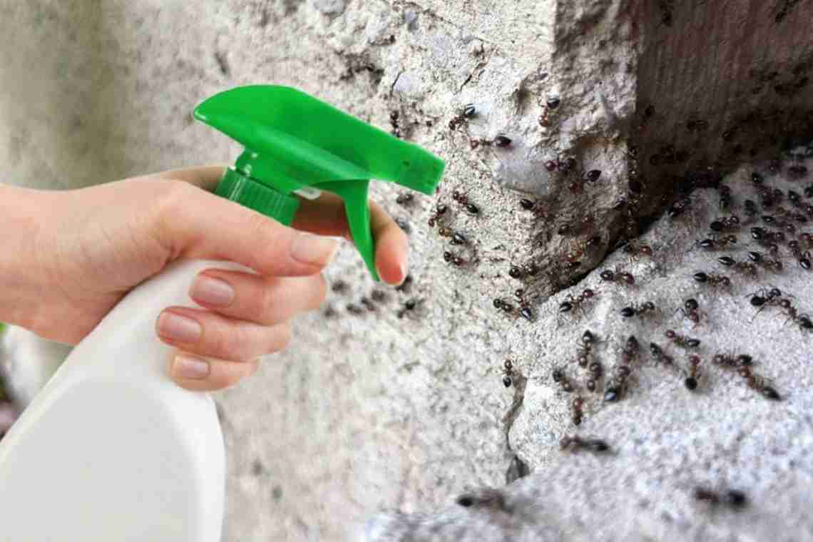 Проблема всех огородов муравьи: как их вывести раз и навсегда.