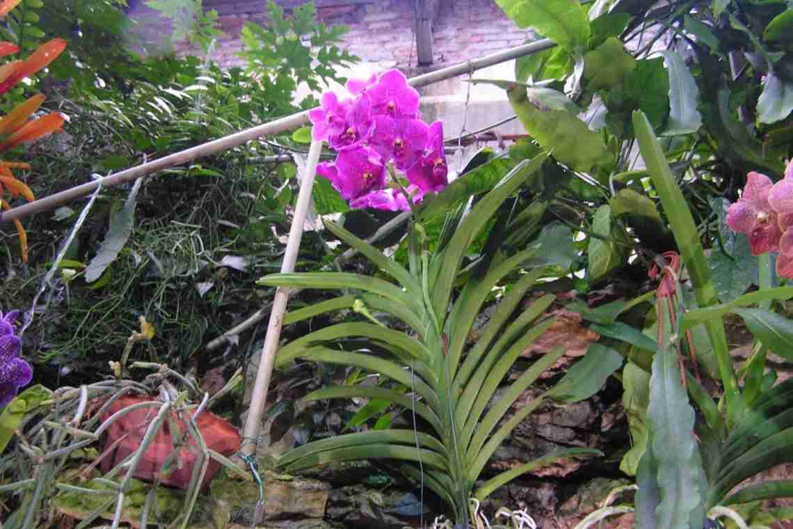 Орхідея Ванда - особливості вирощування і відходу