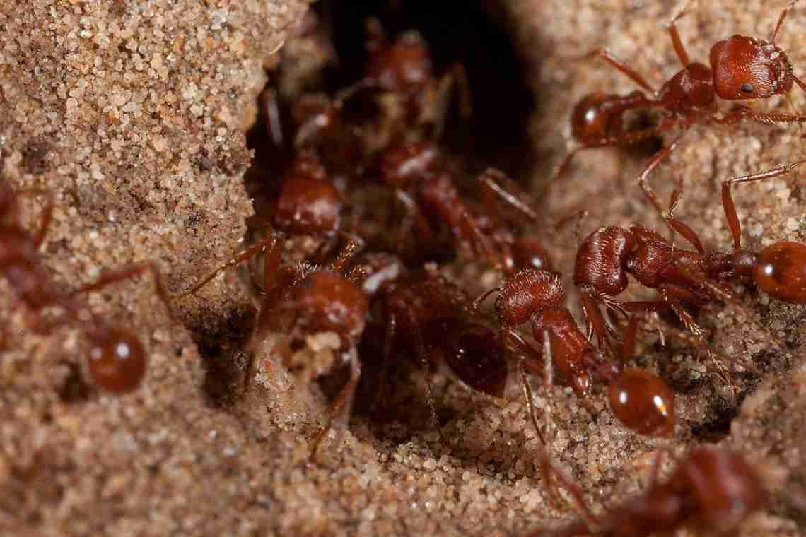 Засіб від мурахів у будинку: як позбутися непрошених гостей?