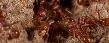 Засіб від мурахів у будинку: як позбутися непрошених гостей?
