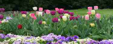 Вирощуємо тюльпани: поради та рекомендації