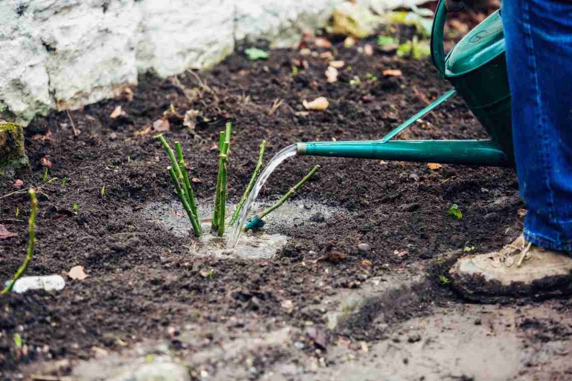 Як саджати і доглядати за хризантемою у відкритому ґрунті?
