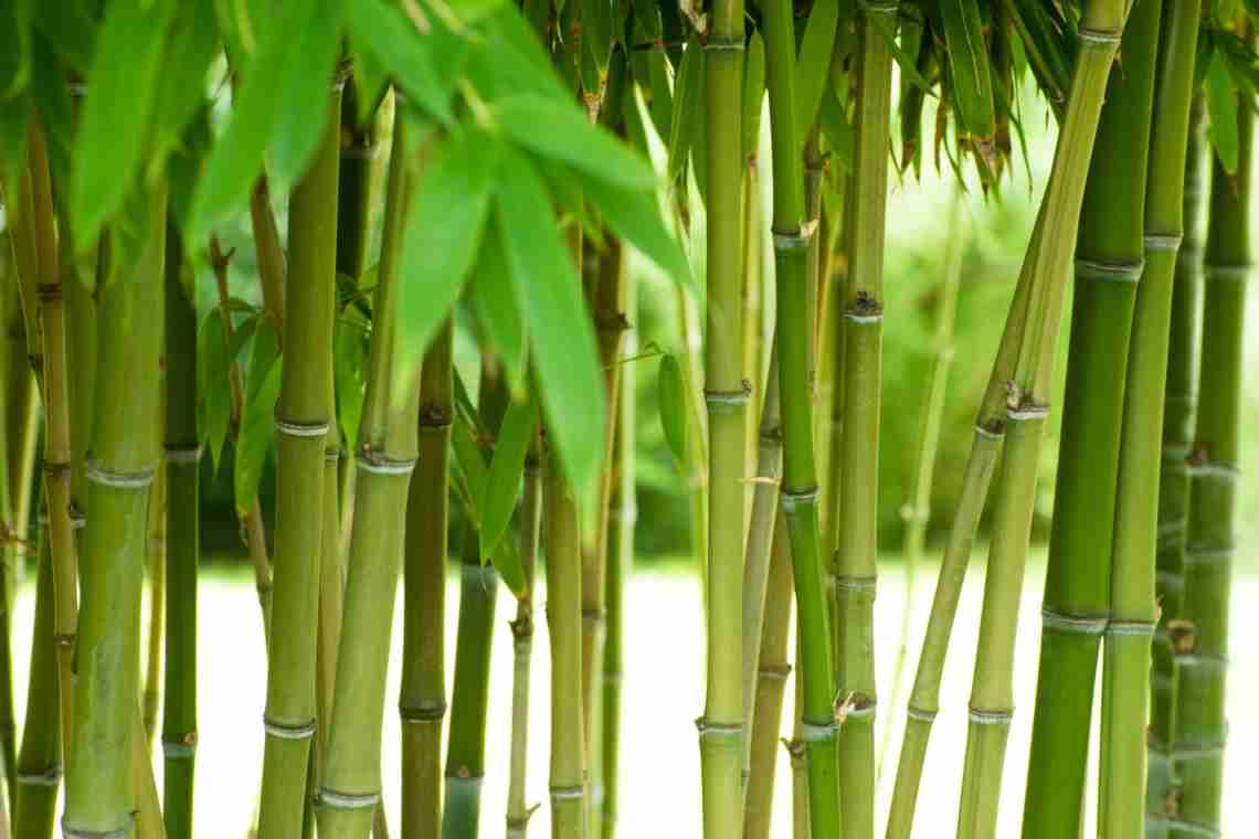 Бамбук: витончена рослина з сакральною силою