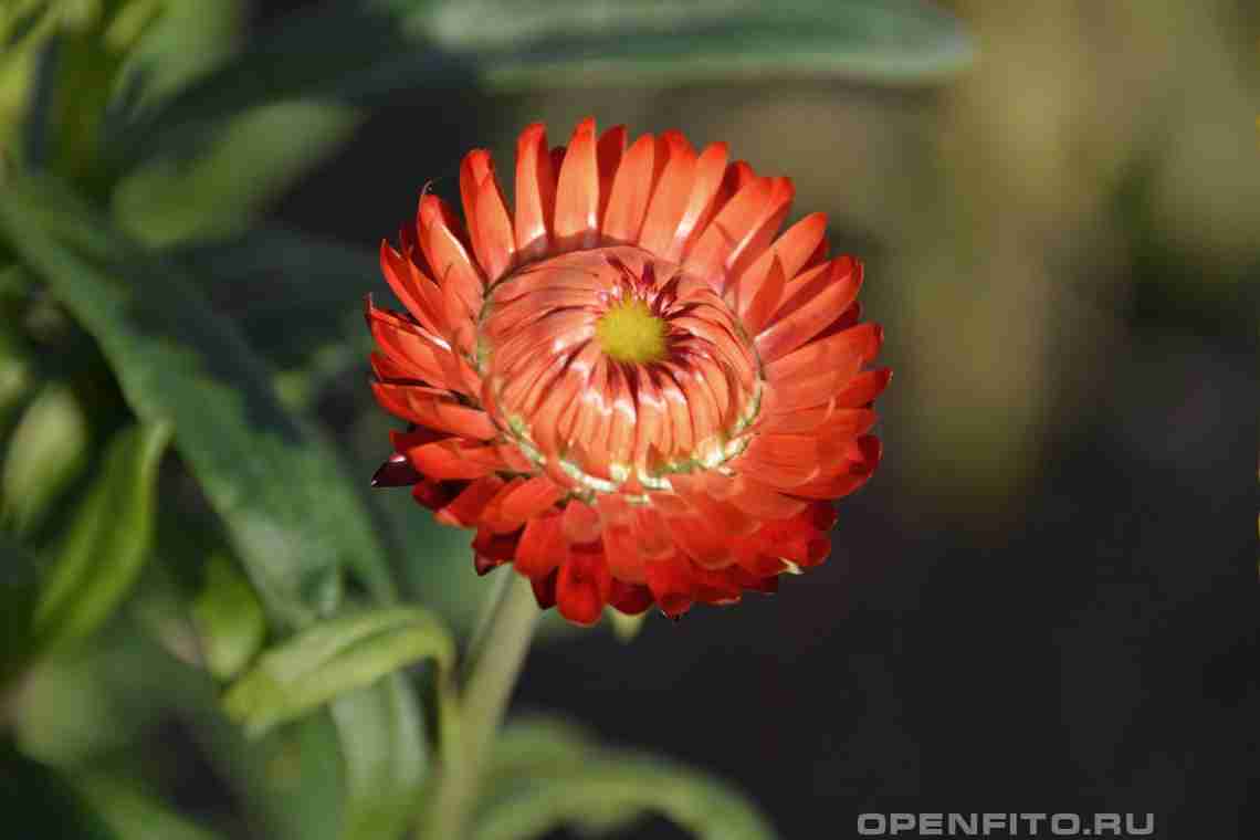 Садова квітка безсмертник: вирощування і догляд