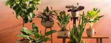 Домашні ампельні рослини як оригінальний елемент декору приміщень