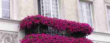 Квіти для балконних скриньок