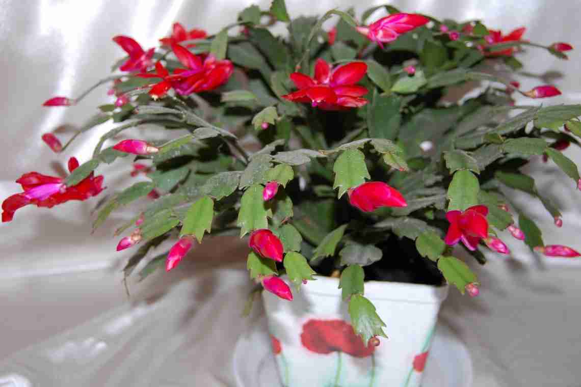 Декабрист - кімнатна рослина з розкішними квітками