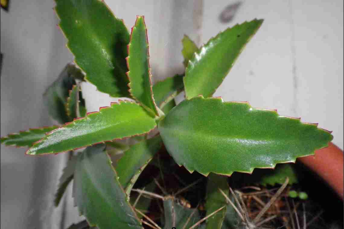 Різновиди каланхое і його цілющі властивості - застосовуємо користь рослини на практиці!