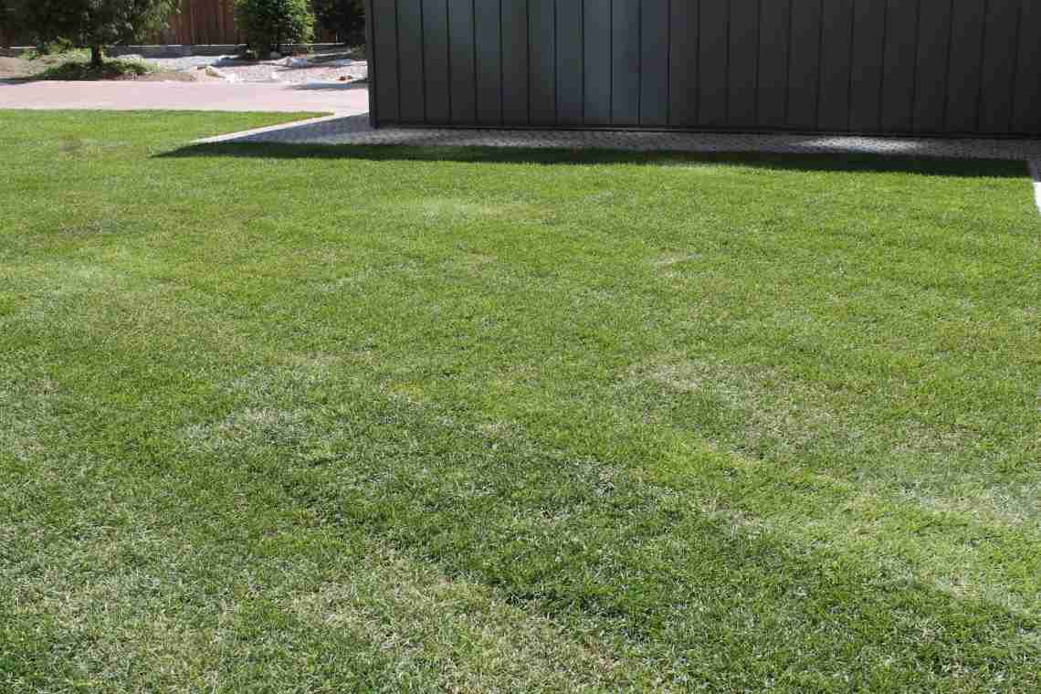 Коли сіяти газонну траву щоб отримати ідеальний газон?