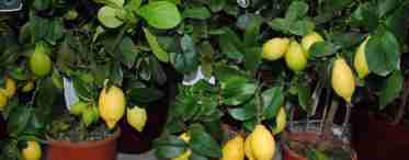 Чи можна виростити лимон в домашніх умовах?