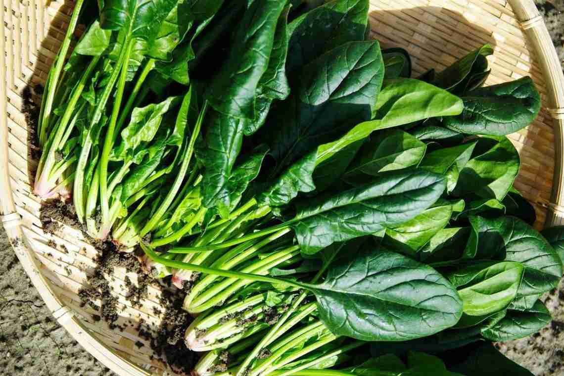 Правила та способи вирощування шпинату