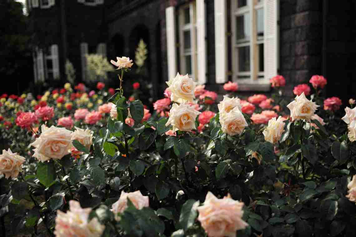 Сирійська троянда у вашому саду