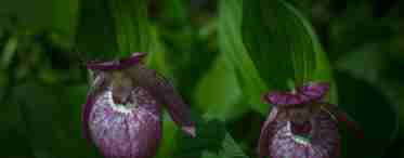 Рослина венерин башмачок