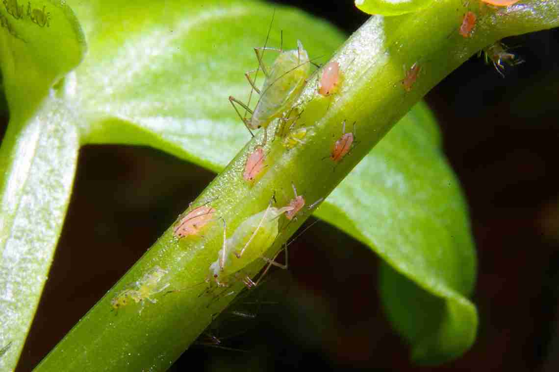 Як позбутися шкідників і хвороб на домашніх рослинах?