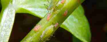 Як позбутися шкідників і хвороб на домашніх рослинах?