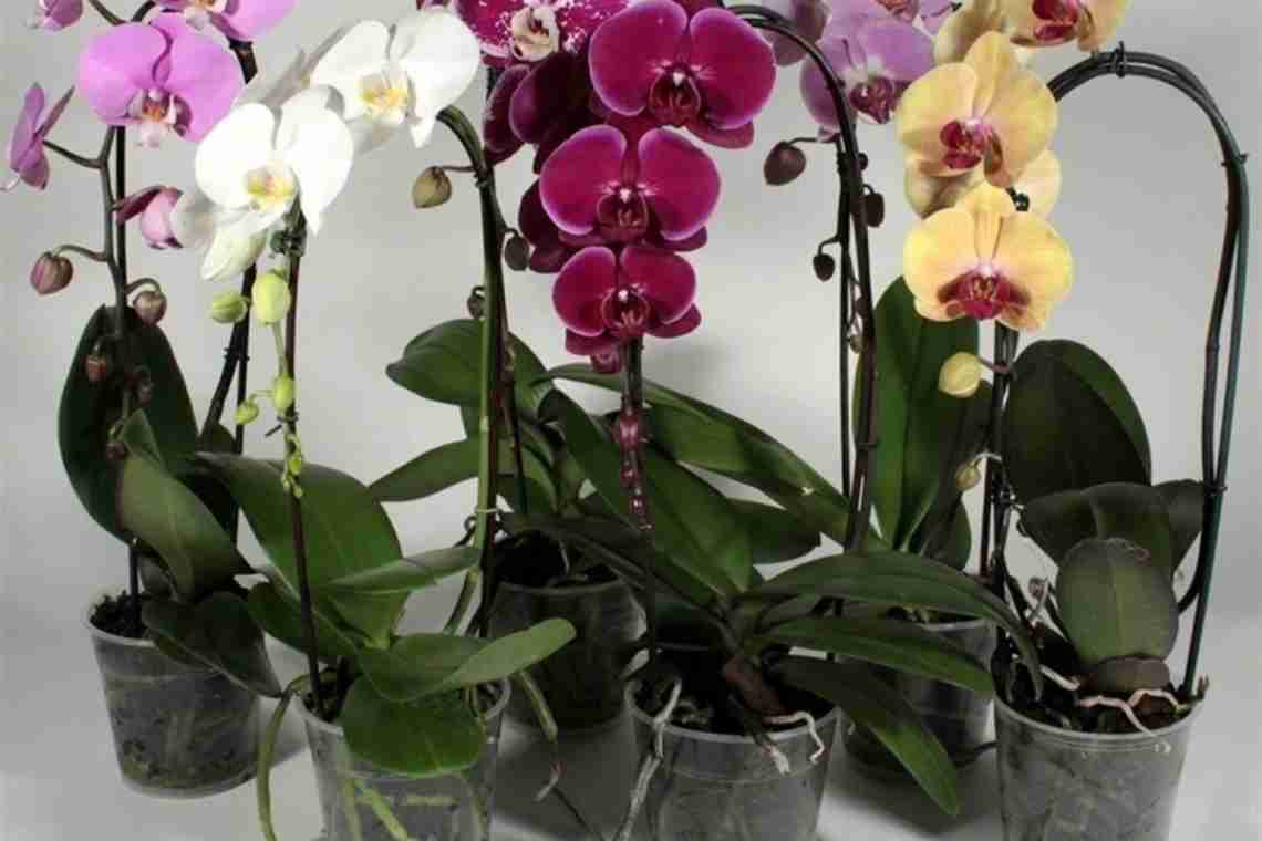 Догляд за орхідеями в домашніх умовах