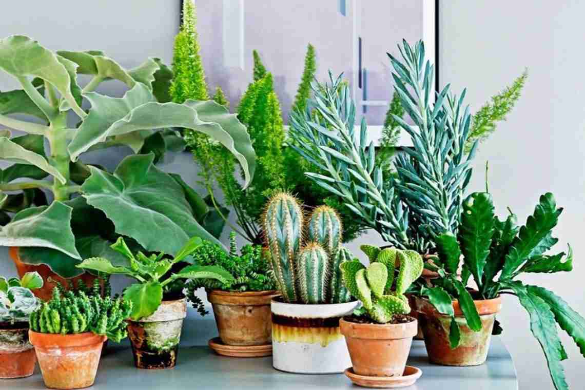Які рослини сприятливо вирощувати вдома?