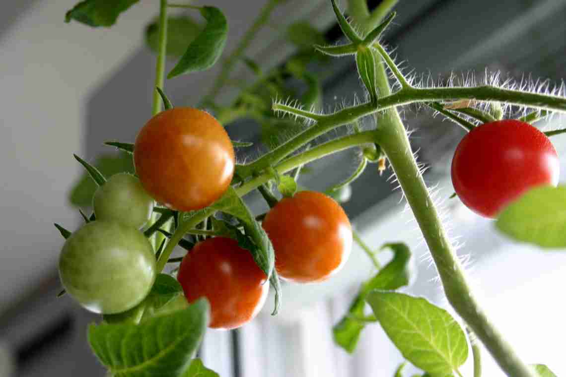 Вирощування кімнатних томатів