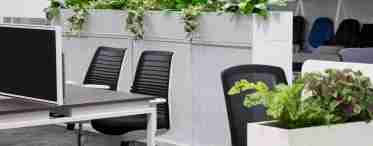 Декоративні рослини для будинку, квартири та офісу