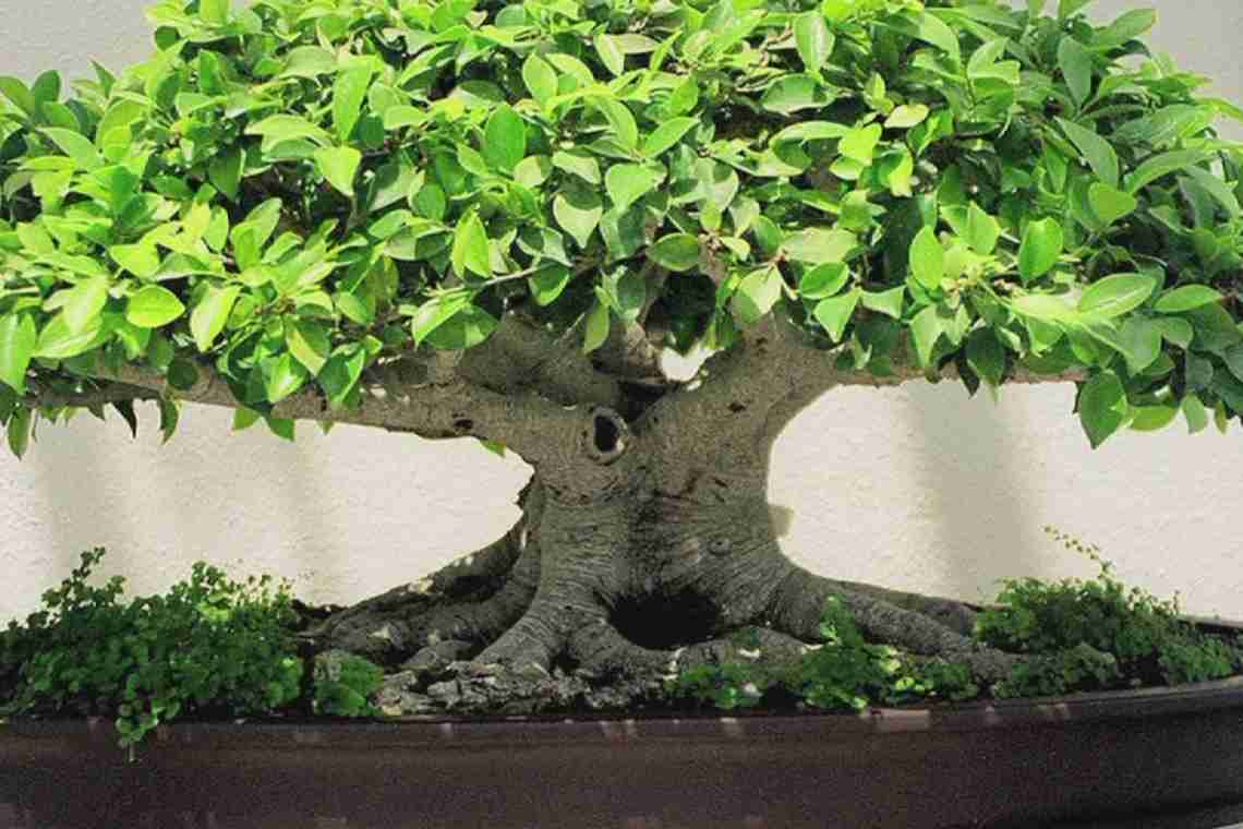 Кімнатна рослина бонсай