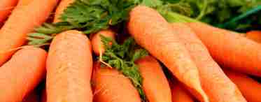 Морква: корисні властивості навесні
