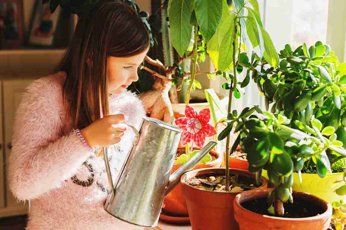Догляд за цитрусовими кімнатними рослинами