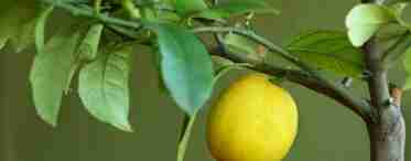 Особливості вирощування лимонів у домашніх умовах