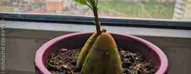 Як виростити авокадо з кісточки в домашніх умовах