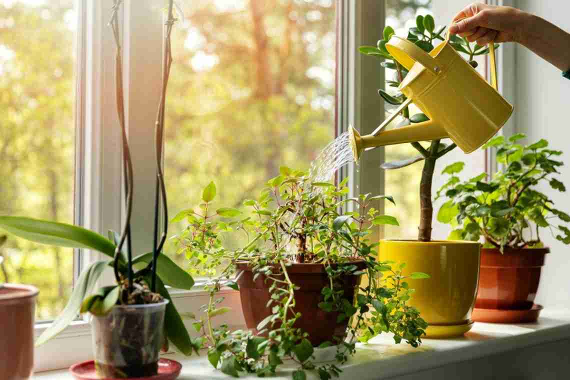 Як розмістити кімнатні рослини