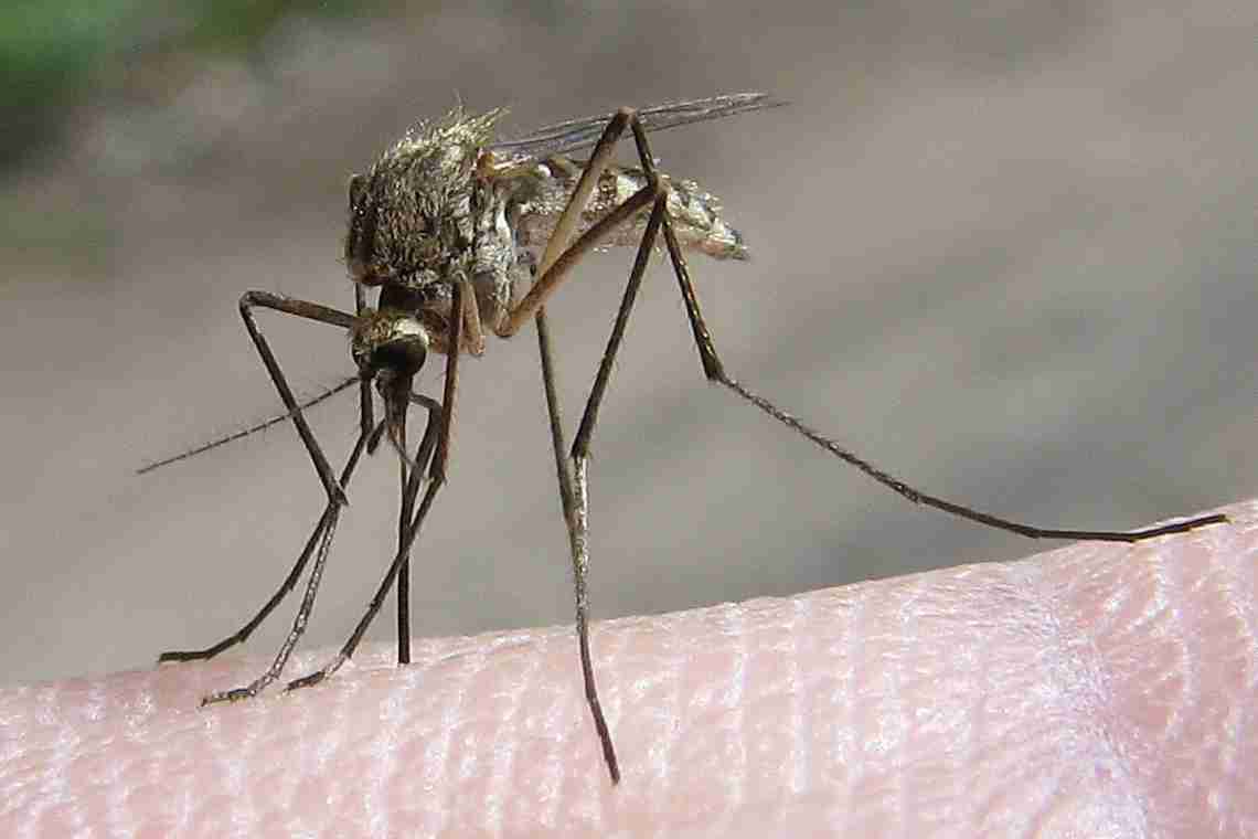 Як побороти комарів?