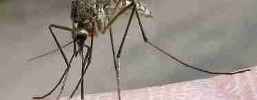 Як побороти комарів?