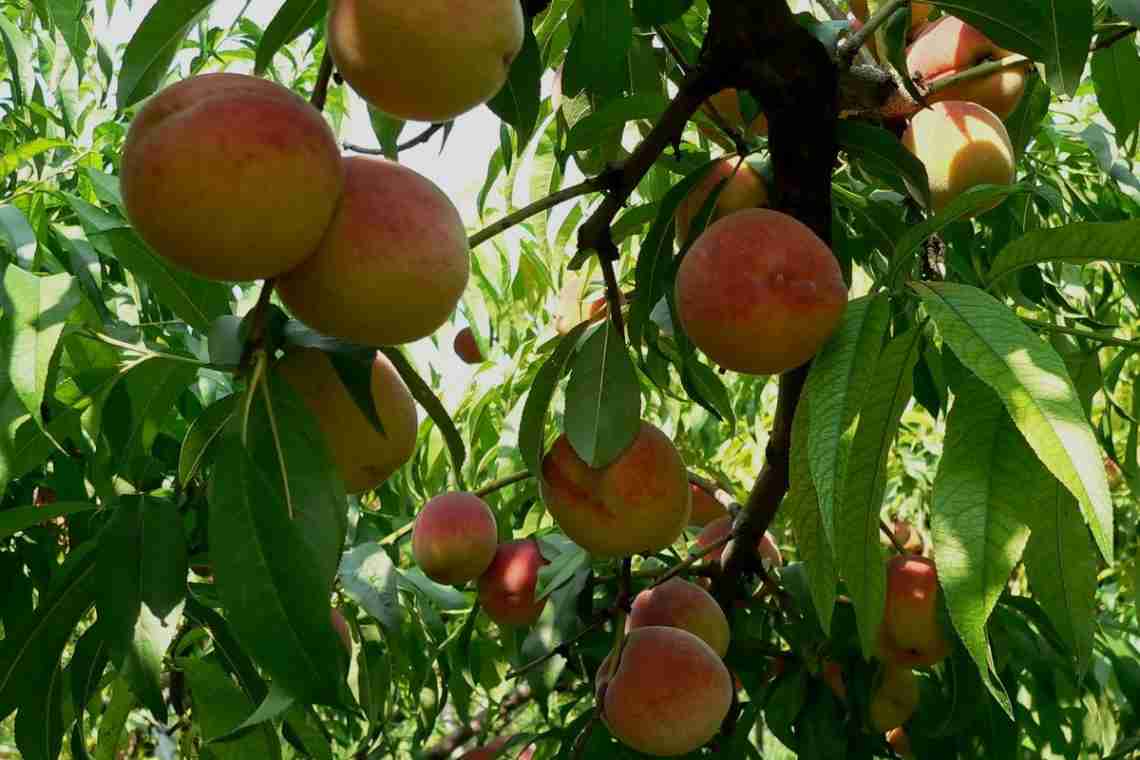 Як самостійно вирощувати персики з кісточок