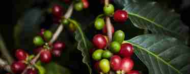 Як виростити кавове дерево?