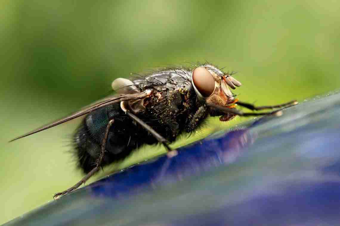 Як позбутися набридливої мухи?