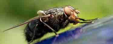 Як позбутися набридливої мухи?