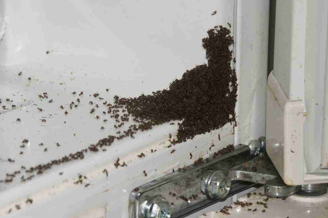 «Як позбутися мурашок у будинку, квартирі»