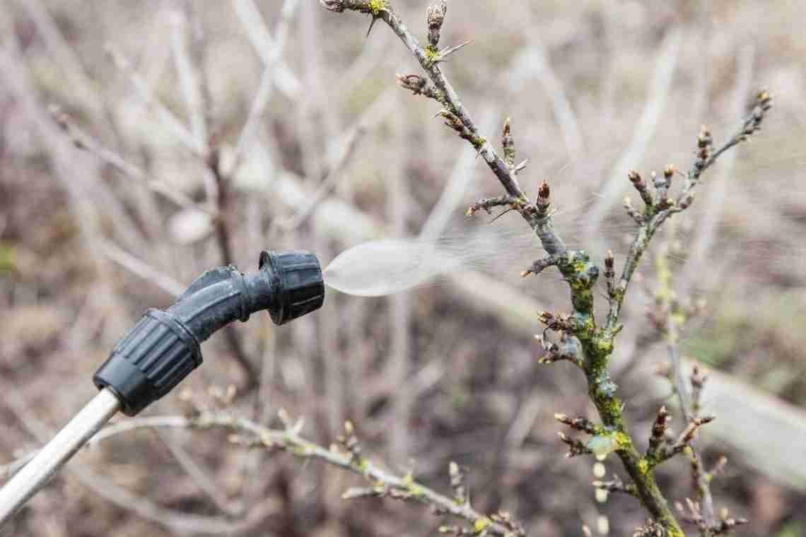Як захистити весняні посадки від заморозків за допомогою диму